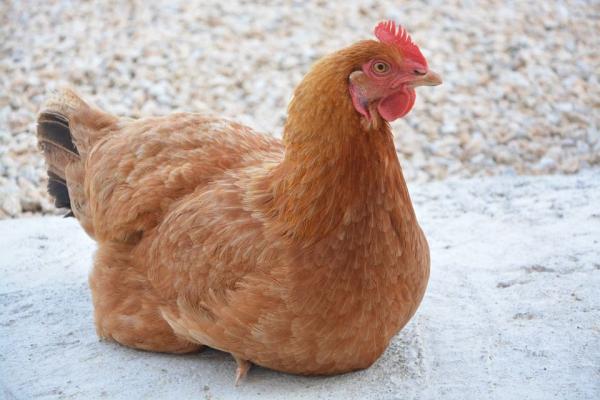 Motive pentru care găinile nu fac ouă. Cauze și remedii