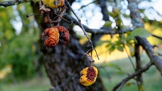 Stropirea pomilor fructiferi în ianuarie: De ce este important să o faceți