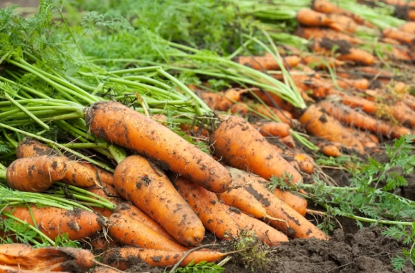 Tactici pentru a hrăni solul și stimula dezvoltarea rapidă și sănătoasă a morcovilor în grădină