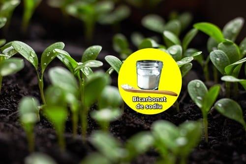 Utilizarea bicarbonatului de sodiu în grădină: un adevărat miracol pentru plante